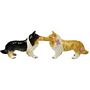 Collies Kissing 