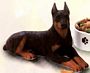 Doberman Black Adult Dog Figurine