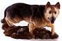 German Shepherd With Base Adult Dog Figurine