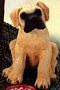 Great Dane Fawn Puppy Dog Figurine